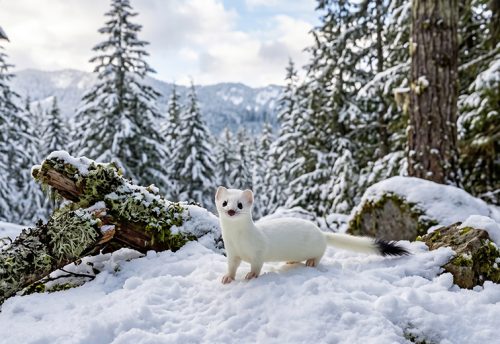 Haida ermine