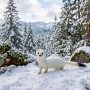 Haida ermine