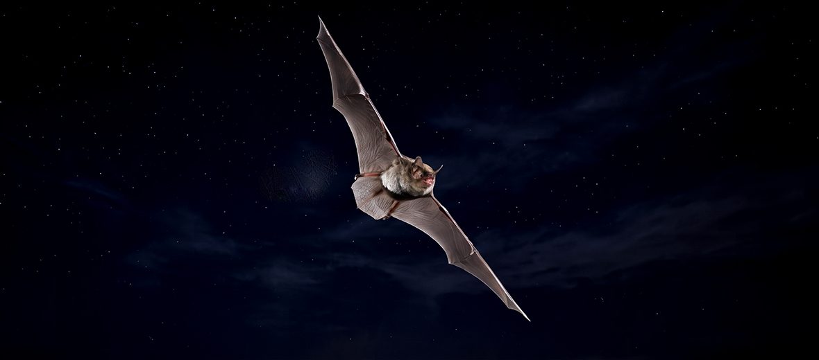 Indiana bat