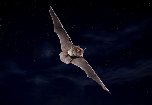 Indiana bat