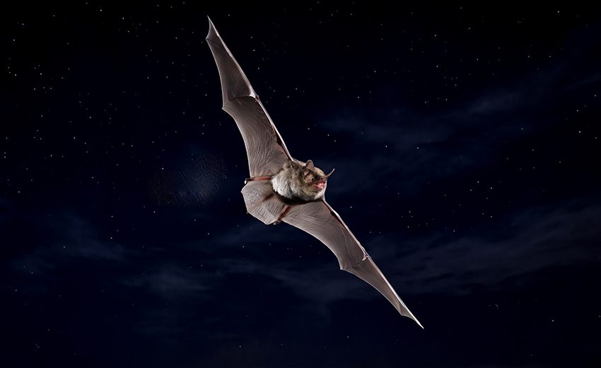 Indiana bat