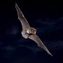 Indiana bat
