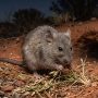 long-haired rat