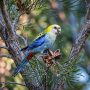 pale-headed rosella