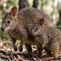 parma wallaby