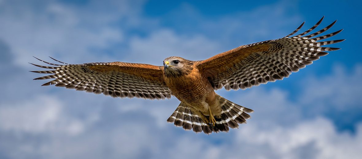 red-shouldered hawk