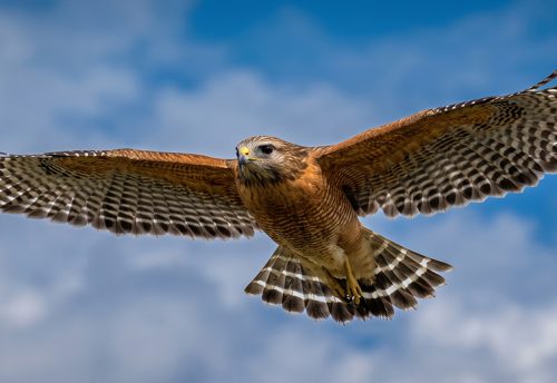 red-shouldered hawk