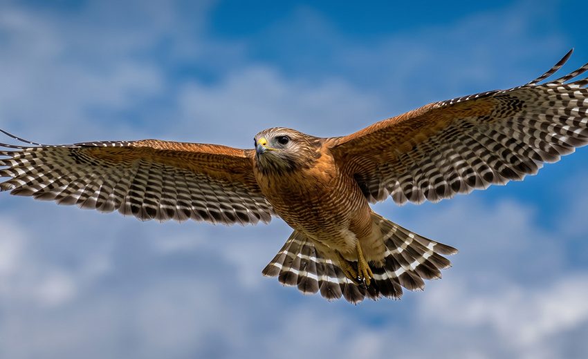 red-shouldered hawk
