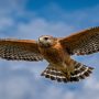 red-shouldered hawk