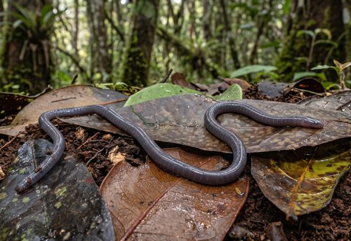 Sagalla caecilian
