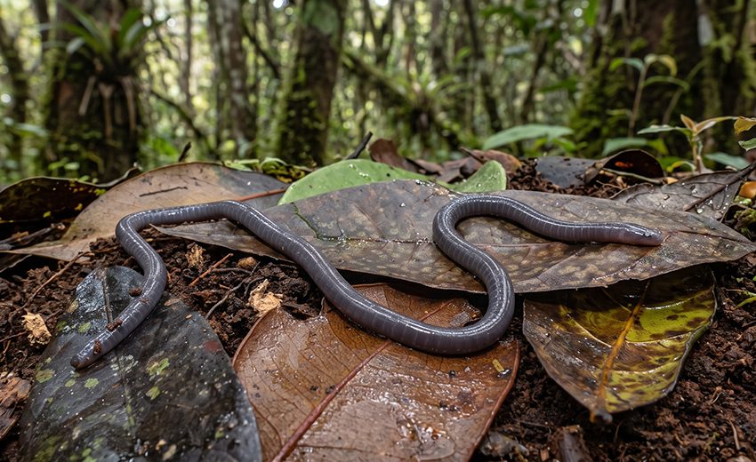 Sagalla caecilian
