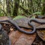 Sagalla caecilian