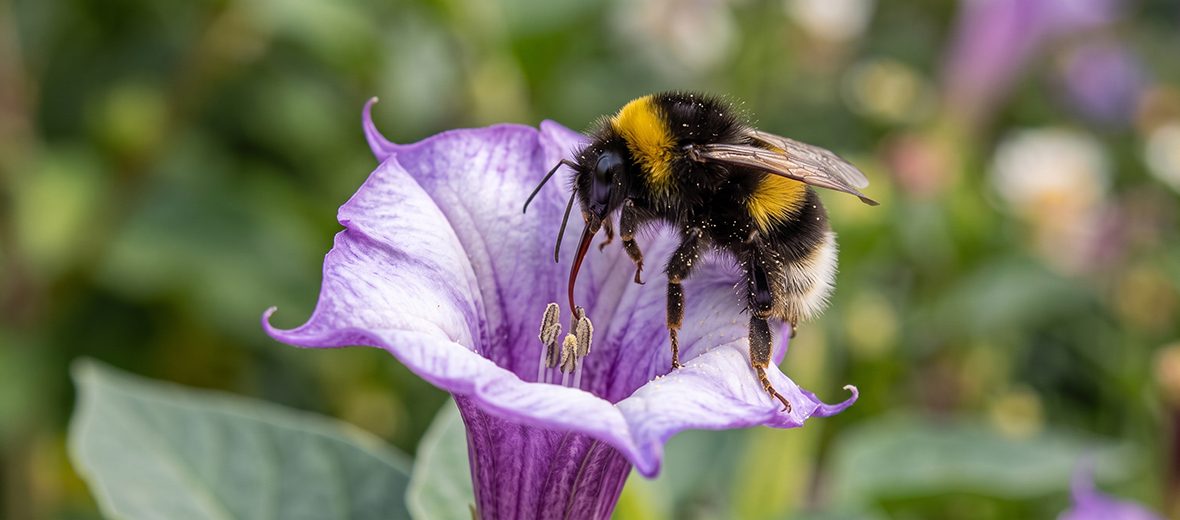 small garden bumblebee