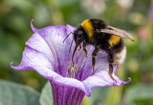 small garden bumblebee