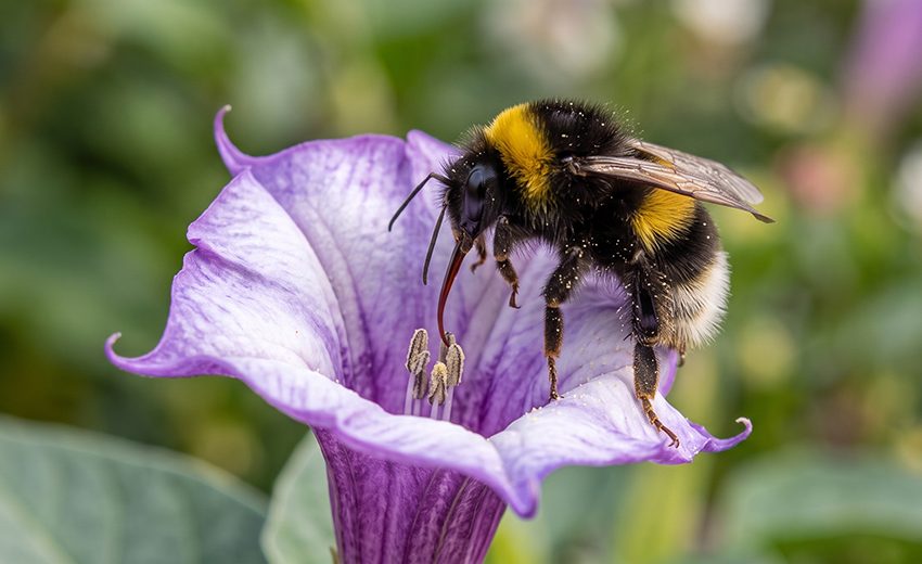 small garden bumblebee