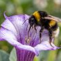 small garden bumblebee