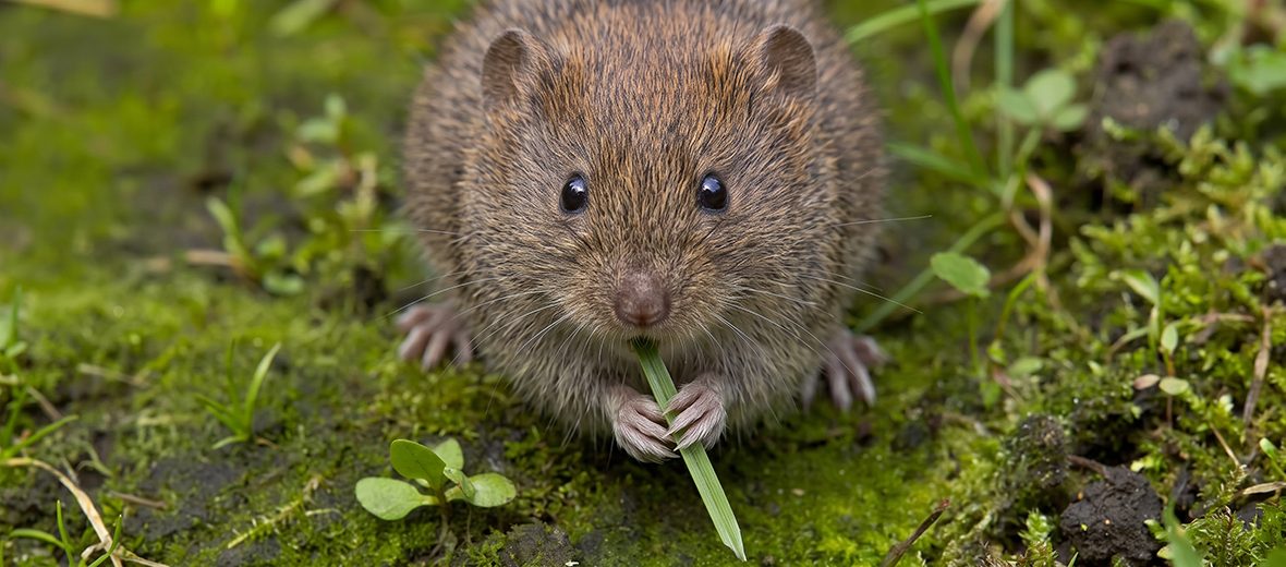short-tailed field vole