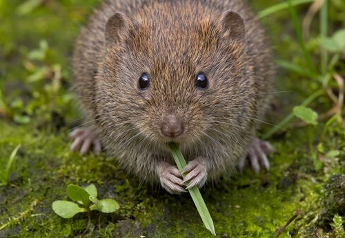 short-tailed field vole