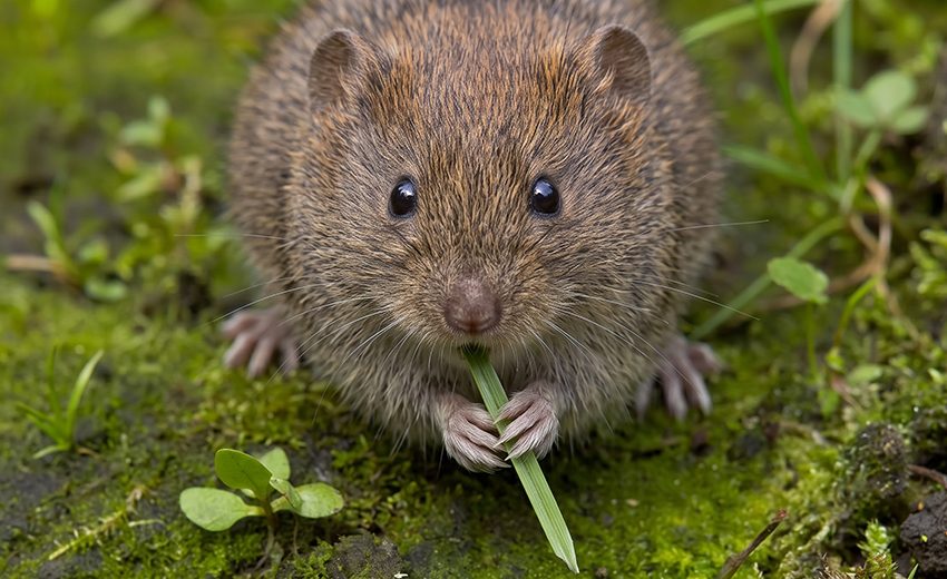 short-tailed field vole