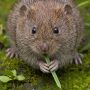 short-tailed field vole