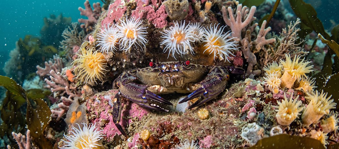 velvet crab