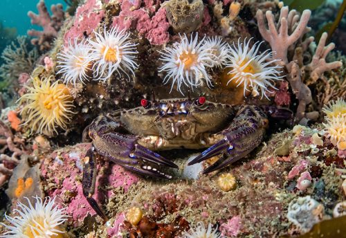 velvet crab