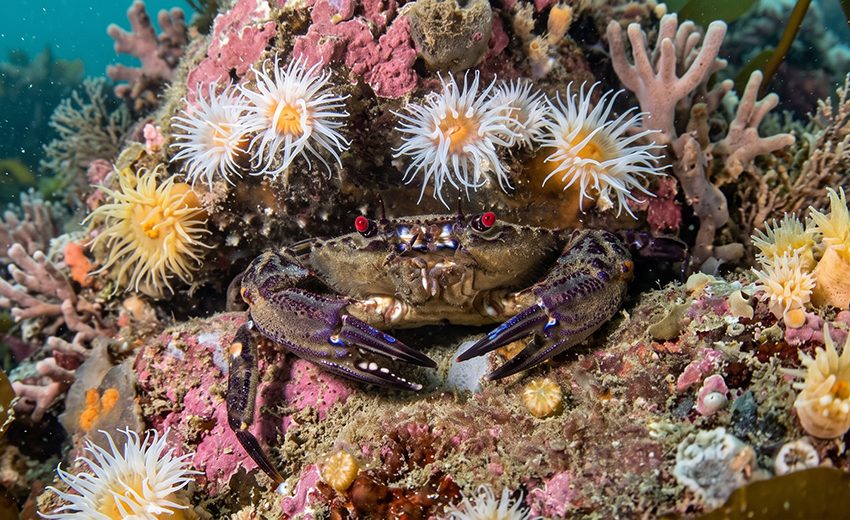 velvet crab