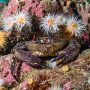 velvet crab