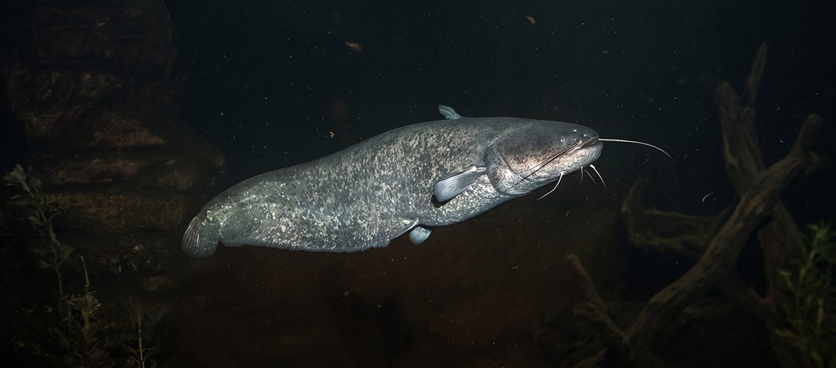 wels catfish