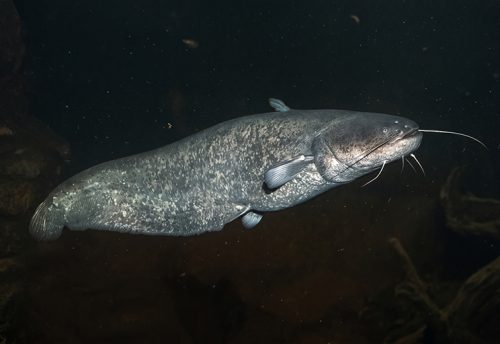wels catfish