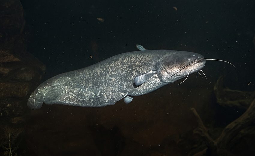 wels catfish