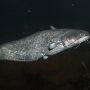 wels catfish