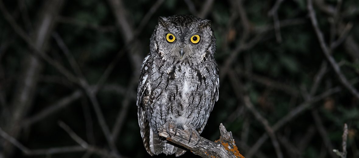 western screech owl