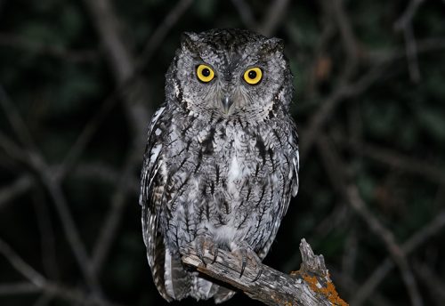 western screech owl