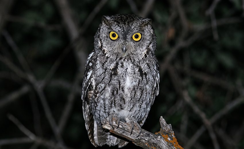 western screech owl