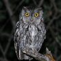 western screech owl