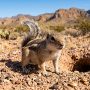 white-tailed antelope squirrel