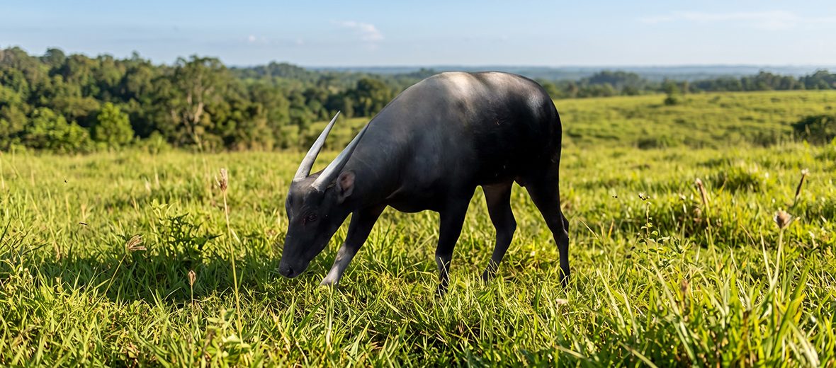 anoa