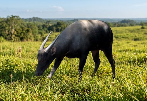 anoa