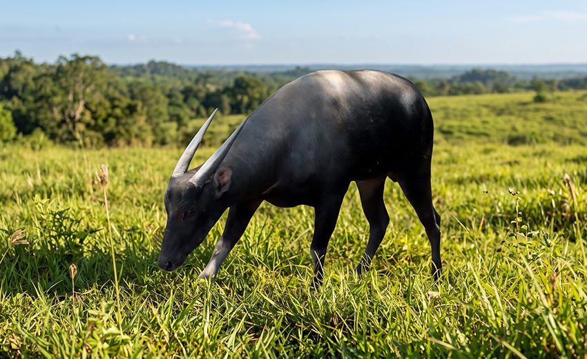 anoa