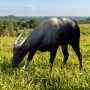 anoa