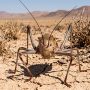 Calbali bush-cricket