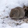eastern meadow vole