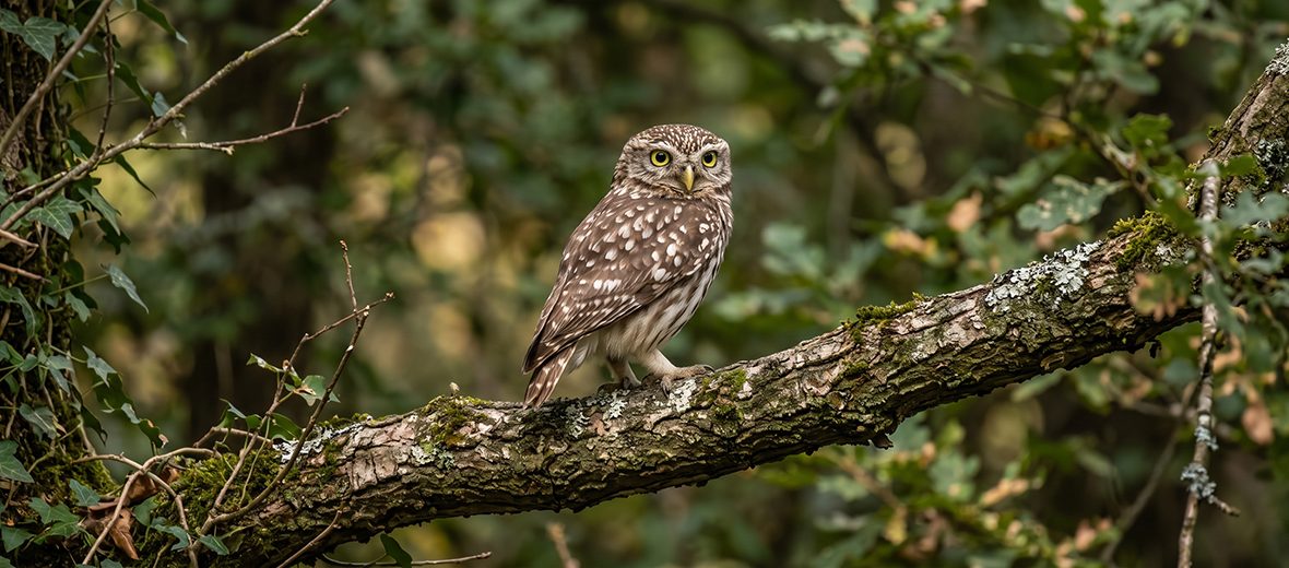 little owl