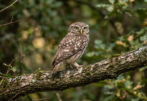 little owl