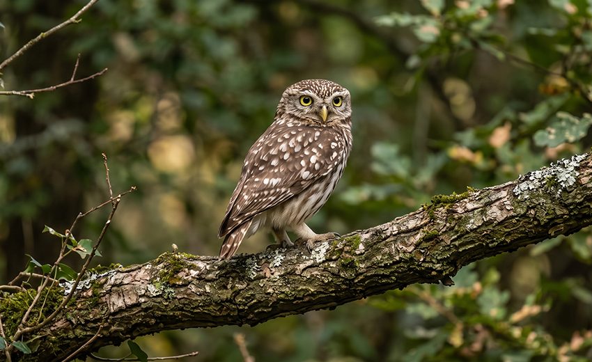 little owl