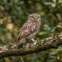 little owl