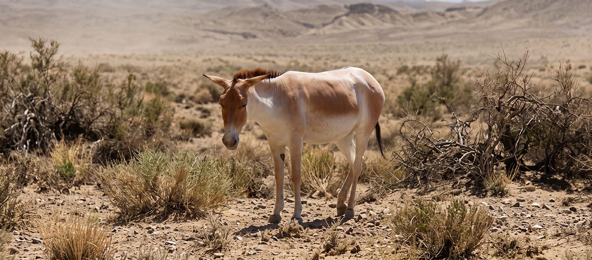 onager