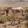 onager