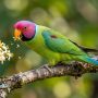 plum-headed parakeet